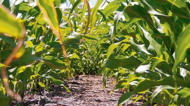 La recuperación hídrica mejoró el estado de los cultivos de maíz en el centro norte santafesino.