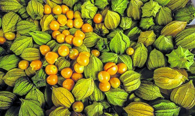 Opciones. La uchuva es un cultivo nativo de América del Sur que es cada vez más popular en la gastronomía.