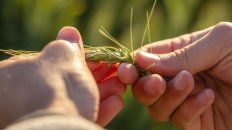 El horizonte productivo es de 20,5 millones de toneladas de trigo. El horizonte productivo es de 20,5 millones de toneladas de trigo.
