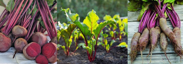 Di Benedetto señaló que todas las variedades de remolacha están muy poco desarrolladas en la Argentina