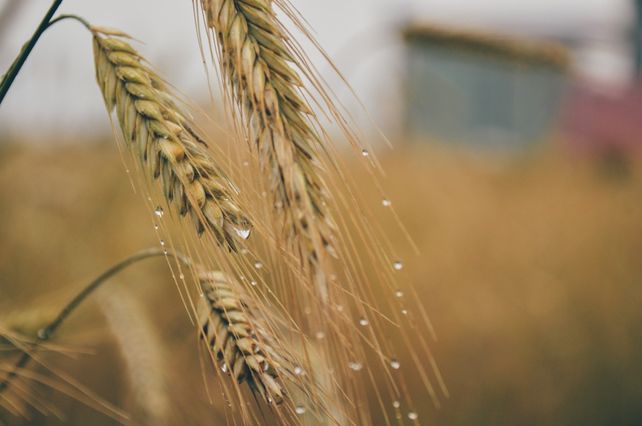 El trigo y el maíz podrían retroceder en área luego de siete años en suba.