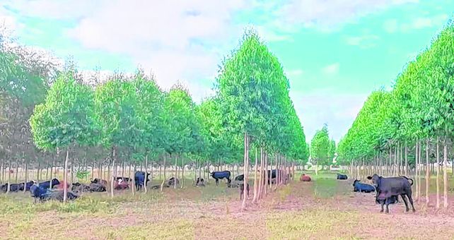 El Centro Operativo Experimental Tacuarendí, en el departamento General Obligado. El Centro Operativo Experimental Tacuarendí, en el departamento General Obligado.