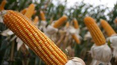 La producción de bolsas de semillas alcanzan registros históricos en Venado Tuerto, procesando 1.975.846 bolsas (INASE) La producción de bolsas de semillas alcanzan registros históricos en Venado Tuerto, procesando 1.975.846 bolsas (INASE)