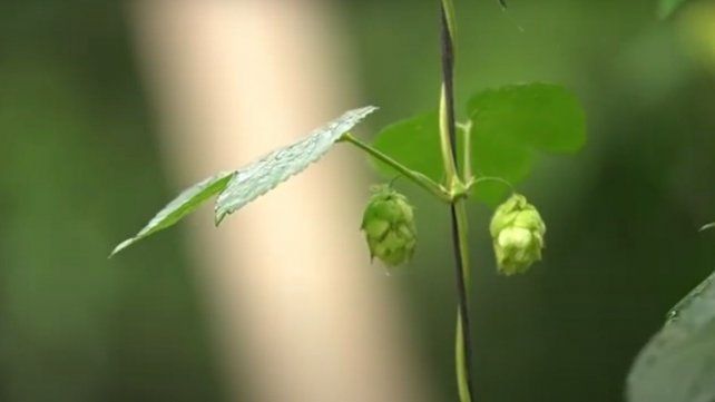 El 23 de marzo de 2021 se realizó la primera cosecha de lúpulo en Santa Fe.