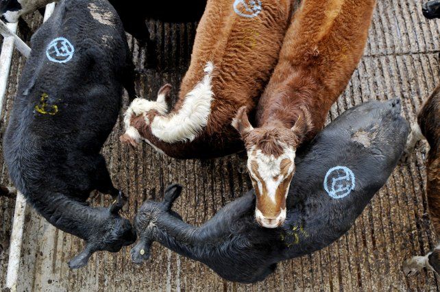 Carne: un nuevo golpe en plena salida de vacas