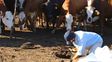 Situación. En el suelo de los corrales se acumulan cantidades inmensas de estiércol. A veces las pilas alcanzan los 2 metros de altura. Situación. En el suelo de los corrales se acumulan cantidades inmensas de estiércol. A veces las pilas alcanzan los 2 metros de altura.