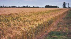 Las últimas lluvias y los valores a futuro del trigo impulsan la intención de siembra del cereal. Las últimas lluvias y los valores a futuro del trigo impulsan la intención de siembra del cereal.