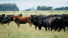 La reducción de metano, provocado por la ganadería, es una de las tendencias que promueve la FAO.