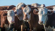 Por la sequía, muchos campos no están en condiciones de transitar el invierno con la misma carga de hacienda que otros años. Esto explica la abundante oferta de vacas vacías y terneros que se está viendo hoy en el mercado.