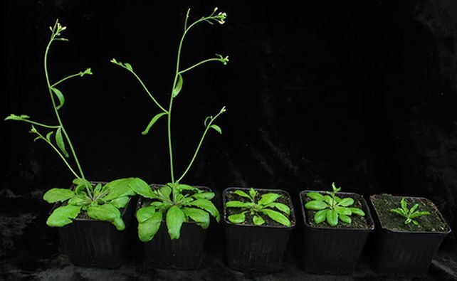 Científicos argentinos realizaron experimentos con la Arabidopsis thaliana.
