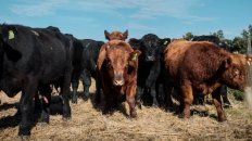 De la mano del INTA y la Asociación Argentina de Angus, el programa ERA hoy supera las 530 cabañas y más de 600 mil reproductores De la mano del INTA y la Asociación Argentina de Angus, el programa ERA hoy supera las 530 cabañas y más de 600 mil reproductores