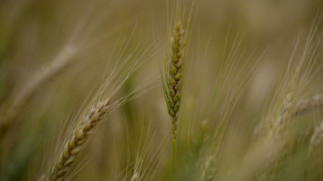 El trigo viene marchando, con precios y clima a su favor