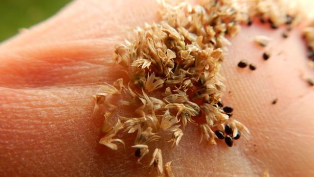 limite. Las cosechadoras rompen la semilla para que no germinen. limite. Las cosechadoras rompen la semilla para que no germinen.