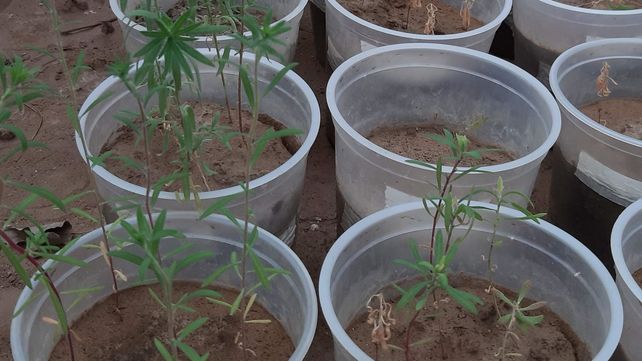 Macetas con los tratamientos aplicados (Foto gentileza Montoya, J.)