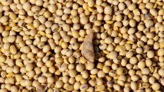 El mercado Matba Rofex se ubica segundo en soja y tercero en maíz en posiciones abiertas a nivel mundial. El mercado Matba Rofex se ubica segundo en soja y tercero en maíz en posiciones abiertas a nivel mundial.