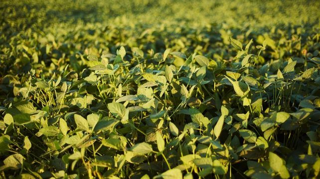 El campo mira con atención una reedición de la Niña por los estragos que generó su último paso. El campo mira con atención una reedición de la Niña por los estragos que generó su último paso. 