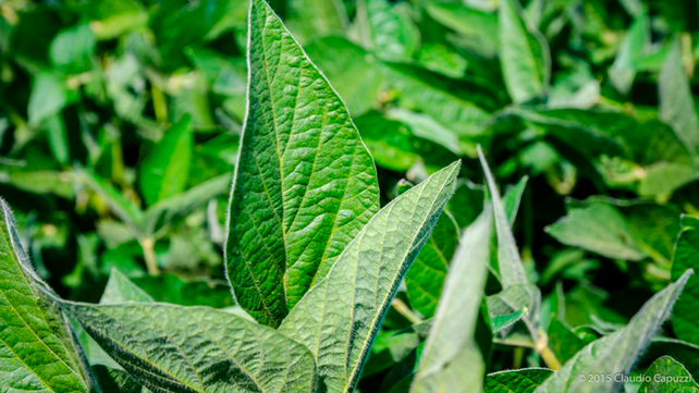 Ante una nueva campaña de soja, las empresas presentan sus novedades.