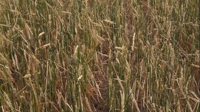 El trigo arrancó complicado la campaña, pero logró recortar pérdidas sobre el cierre del ciclo. El trigo arrancó complicado la campaña, pero logró recortar pérdidas sobre el cierre del ciclo.