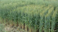 Los ensayos del Inta demuestran que es posible acercarse a variedades de trigo de alto rendimiento, calidad panadera y que superen a la competencia. Los ensayos del Inta demuestran que es posible acercarse a variedades de trigo de alto rendimiento, calidad panadera y que superen a la competencia.
