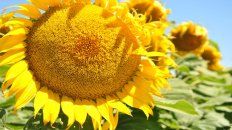 El girasol se ha empalmado y subido al crecimiento de todos los commodities a nivel mundial. El girasol se ha empalmado y subido al crecimiento de todos los commodities a nivel mundial.