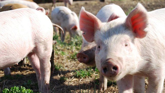 Peste porcina. El mercado mundial de cerdos se conmocionó con la crisis de China. La cadena productiva argentina está frente a una oportunidad.