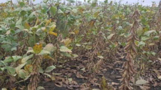 Lote con soja temprana en etapa R8 (comienzo de madurez plena), en el centro del departamento Castellanos. Lote con soja temprana en etapa R8 (comienzo de madurez plena), en el centro del departamento Castellanos.