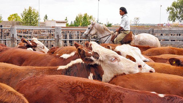 Ganadería. El stock bovino llega a 4.418.309 cabezas en Santa Fe