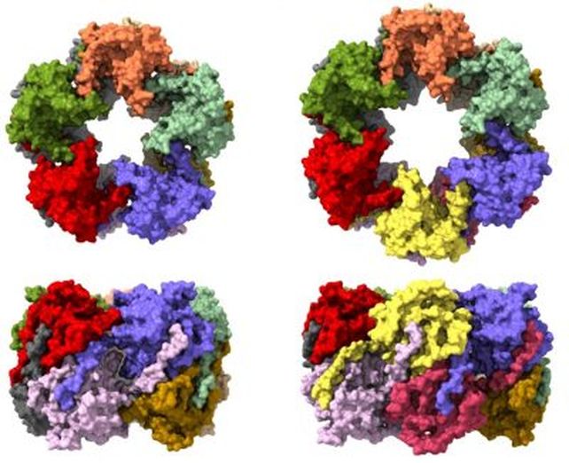 Estructuras en forma de anillo de la proteína viral P9-1 vistas desde arriba (arr.) y lateral (ab.). Cada copia de la proteína está representada con un color distinto.