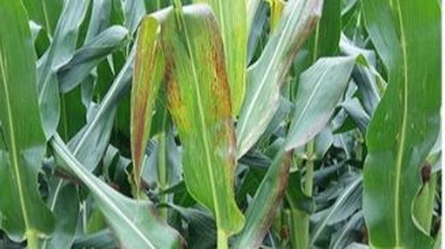 La chicharrita del maíz impactó de lleno la última campaña. La chicharrita del maíz impactó de lleno la última campaña.