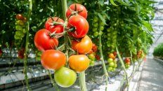 Medianteel desarrollo de aerosoles inocuos elaborados con bio ynanotecnología, los investigadores argentinos buscan que loscultivos de hortalizas se adapten al cambio climático y tolerenplagas sin necesidad de usar agroquímicos. Medianteel desarrollo de aerosoles inocuos elaborados con bio ynanotecnología, los investigadores argentinos buscan que loscultivos de hortalizas se adapten al cambio climático y tolerenplagas sin necesidad de usar agroquímicos.