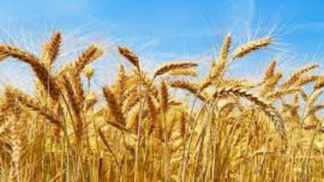 situación. Ya se sembraron 500 mil hectáreas con trigo en la zona núcleo.