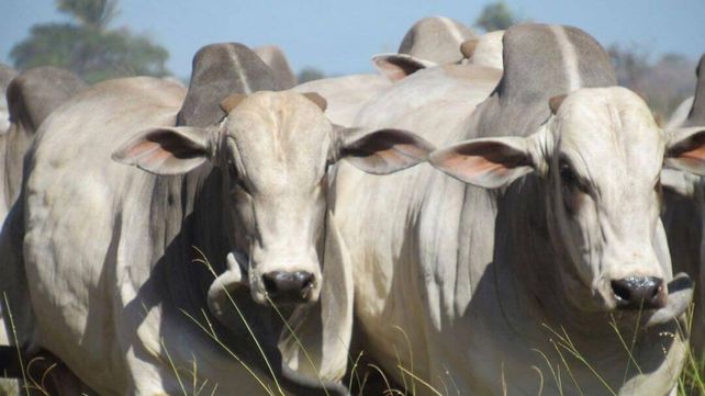 La raza principal de Brasil es Nelore, tiene el 80% del rodeo. La raza principal de Brasil es Nelore, tiene el 80% del rodeo.