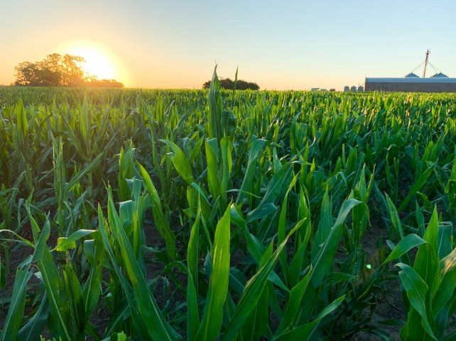 Con el aumento de los precios, el maíz se pone más competitivo que la soja, aseguran los especialistas.