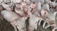 Aumento. El consumo de carne de cerdo creció 2% y llegó a 15,9 kilos por habitante por año en 2021.