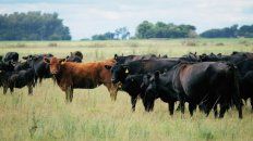 La raza Aberdeen Angus supera el 70% del rodeo bovino nacional, en su forma pura o cruza, y se destaca por su calidad. La raza Aberdeen Angus supera el 70% del rodeo bovino nacional, en su forma pura o cruza, y se destaca por su calidad.
