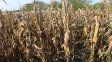 Maíz. Las temperaturas extremas, la baja humedad y una radiación alta pusieron al maíz de primera “contra las cuerdas”.