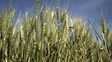 Avance. La siembra de trigo ya cubre 98,8% de las 6,1 millones de hectáreas proyectadas para esta campaña.