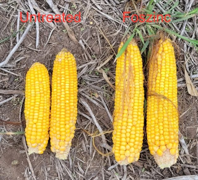 Rendimiento del maíz con distinta fertilización. Rendimiento del maíz con distinta fertilización.