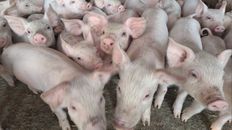 Aumento. El consumo de carne de cerdo creció 2% y llegó a 15,9 kilos por habitante por año en 2021. Aumento. El consumo de carne de cerdo creció 2% y llegó a 15,9 kilos por habitante por año en 2021.