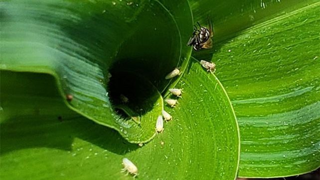 Plaga. La chicharrita es endémica de la zona norte de la Argentina, tanto del noroeste como del noreste. Plaga. La chicharrita es endémica de la zona norte de la Argentina, tanto del noroeste como del noreste.