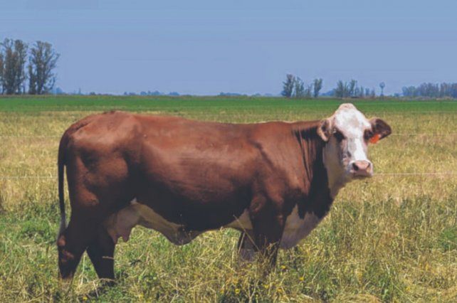 La ganadería argentina será eje del debate de especialistas.