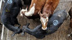 carne: un nuevo golpe en plena salida de vacas