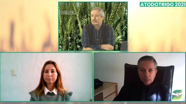 Las enfermedades obligan a seguir al trigo con lupa y los especialistas recomiendan monitoreo permanente para tomar mejores decisiones