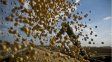 En caída: fuerte desplome para todos los commodities agrícolas En caída: fuerte desplome para todos los commodities agrícolas