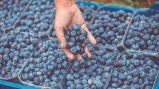 Desarrollo. La producción de arándanos creció significativamente. Investigan hongos que ayudan al cultivo. Desarrollo. La producción de arándanos creció significativamente. Investigan hongos que ayudan al cultivo.