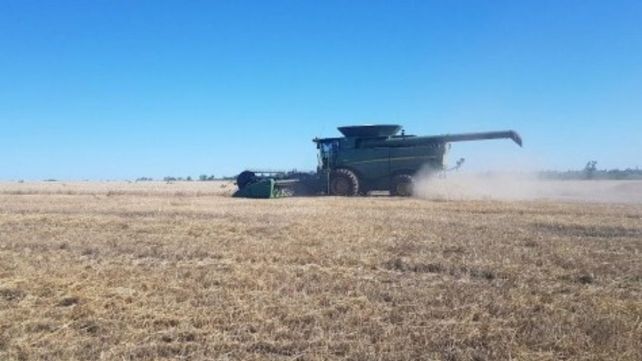 Lote con trigo en pleno proceso de cosecha, en el centro del departamento Castellanos. Lote con trigo en pleno proceso de cosecha, en el centro del departamento Castellanos.