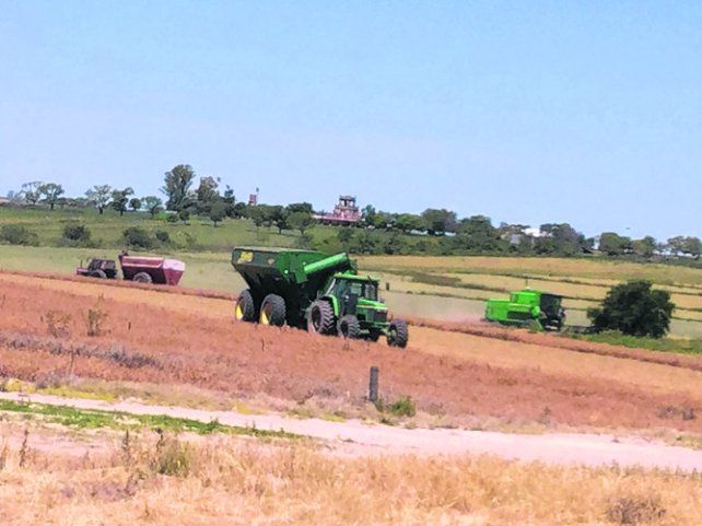 Legumbres. Una economía de la región que toma vuelo internacional.