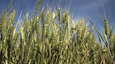 Avance. La siembra de trigo ya cubre 98,8% de las 6,1 millones de hectáreas proyectadas para esta campaña.