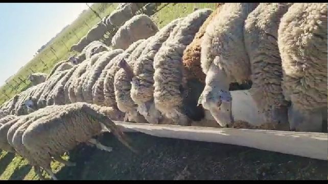 Datos. Las ovejas alimentadas con forraje fresco muy digerible y cascarilla de soja aumentaron en más del 50% el contenido de ácidos grasos saludables.