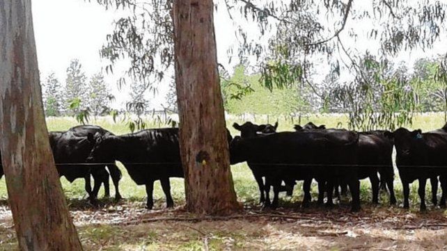 Duplican forraje para ganado bajo forestaciones del Delta